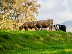Daging Sapi Pemakan Rumput Sangat Kaya akan Omega 3 dan 6