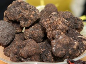 Jamur Truffle Hitam Seberat 1,5 Kg Berhasil Ditemukan di Australia