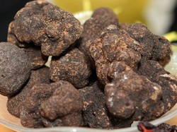 Jamur Truffle Hitam Seberat 1,5 Kg Berhasil Ditemukan di Australia
