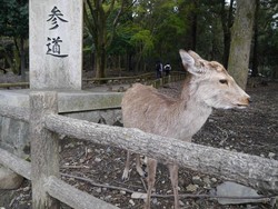 Ini Dia Kerajaan Rusa di Jepang