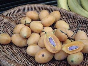 Berburu Buah Menteng dan Alkesa di Ragunan