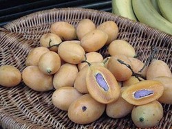 Berburu Buah Menteng dan Alkesa di Ragunan