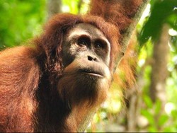 Kebun Binatang Perth Lepaskan Orangutan ke Hutan Sumatera