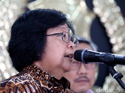 Menteri LHK soal Pembantaian Orangutan: Jangan sampai Dihukum Ringan