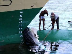 Hiu Paus Ditabrak Kapal Labobar dan Terseret Hingga ke Dermaga Jayapura