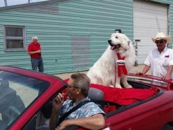 Anjing 9 Tahun Ini Terpilih Sebagai Wali Kota di AS untuk Ketiga Kalinya