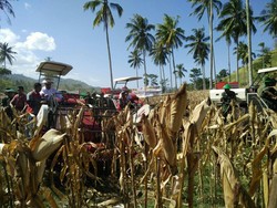 Mentan Jamin Harga Jagung di Petani Rp 3.150/Kg