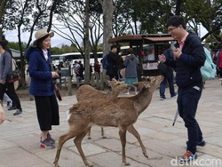Waduh, Banyak Turis Digigit Rusa di Jepang