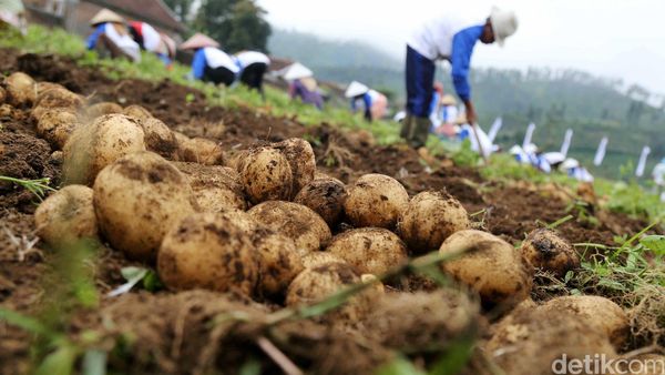Panen Kentang Indofood di Garut