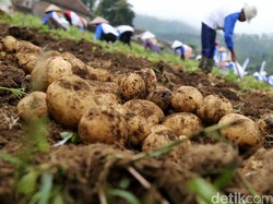 Kentang hingga Cabai Dibuang Juga Gara-gara Produksi Melimpah