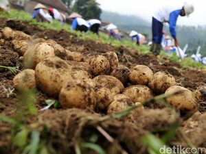 Kentang hingga Cabai Dibuang Juga Gara-gara Produksi Melimpah Kentang hingga Cabai Dibuang Juga Gara-gara Produksi Melimpah