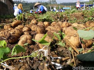 Masalah Petani Kentang: Jual ke Tengkulak Hingga Serangan Hama dan Penyakit