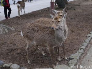 Di Australia, Penis Rusa Marak Ditawarkan Jadi Obat Kuat