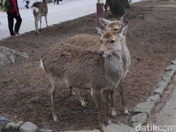 Di Australia, Penis Rusa Marak Ditawarkan Jadi Obat Kuat