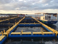 Jatuh Bangun Nelayan Pulau Bungin Kelola Resto Apung dan Budidaya Ikan Laut