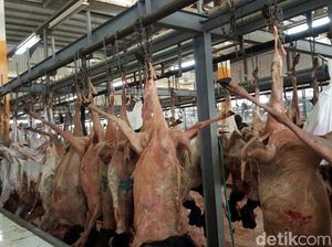 Video Melihat Langsung Adahi, Tempat Pemotongan Dam Jemaah Haji