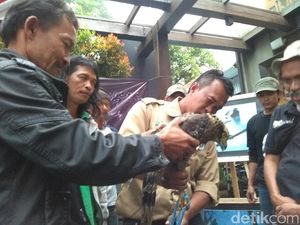 Elang Ular ini Diserahkan Warga dengan Sukarela ke Pusat Penangkaran