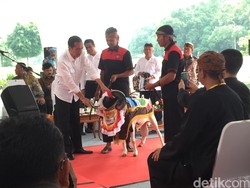 Peternak Domba se-Indonesia Curhat ke Jokowi, Termasuk Wakil Ketua PPATK