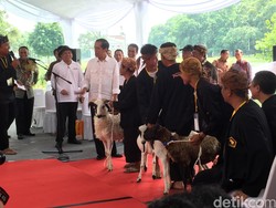Merespons Peternak, Jokowi Gelar Kontes Domba Berhadiah Rp 1 M