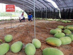 Dalam Sekali Panen, Pohon Semangka Ini Hasilkan 131 Buah Sekaligus