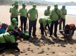 800 Anak Penyu Dilepas di Pantai Taman Pacitan