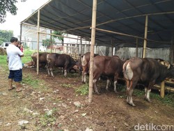 Jelang Idul Adha, Pedagang Hewan Kurban Mulai Menjamur di Jakarta