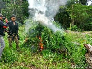 Polres Aceh Besar Cabut dan Bakar Ganja di Ladang Seluas 9 Hektare