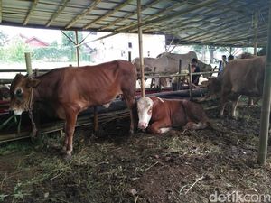 Pedagang Hewan Kurban Lebih Suka Jual Sapi Lokal Daripada Impor
