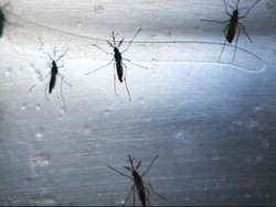 Sejak Januari, Sudah Ada 200 Kasus Zika Terdeteksi di Thailand