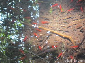 Cerita Danau Udang Merah Keramat di Sulawesi Tenggara