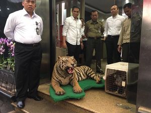 Kondisi Kurang Sehat, Aa Gatot Belum Bisa Diperiksa Soal Hewan Langka Kondisi Kurang Sehat, Aa Gatot Belum Bisa Diperiksa Soal Hewan Langka