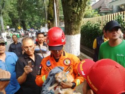 Regu Penyelamat di Bandung Sukses Turunkan Kucing yang Terjebak Semalam di Pohon