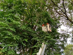 Begini Momen Regu Penyelamat di Bandung Selamatkan Kucing Terjebak di Pohon