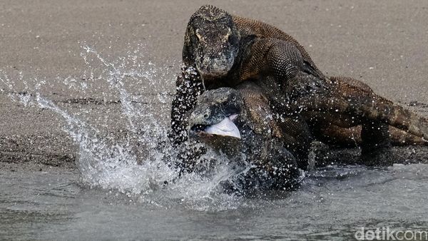 Berburu Komodo dengan Senjata Fuji X-T2