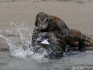 Berburu Komodo dengan Senjata Fuji X-T2