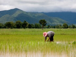 Thailand hingga China Jadi Negara Pengekspor Pangan Global Terbesar (1)