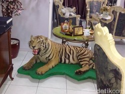 Foto Harimau Sumatera yang Diawetkan dan Elang Jawa di Rumah Aa Gatot Brajamusti