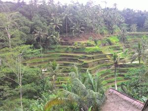 Masalah Turis Di-blacklist di Ubud, Ada Salah Paham 2 Pihak