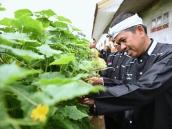 Sukses Pendidikan Berkarakter di Purwakarta: Siswa SMA Panen Padi dan Sayur