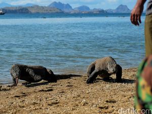 Rencana Gubernur NTT Tutup Taman Nasional Komodo Ditentang