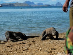 Rencana Gubernur NTT Tutup Taman Nasional Komodo Ditentang