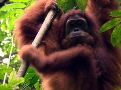 Akhirnya, Orangutan Kebun Binatang Perth Pulang ke Hutan Indonesia