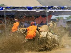 Kerapan Sapi Brujul Digelar Petani di Probolinggo
