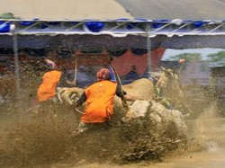 Kerapan Sapi Brujul Digelar Petani di Probolinggo