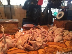 Mulai Turun, Harga Ayam ke Kisaran Rp 33.000/Ekor