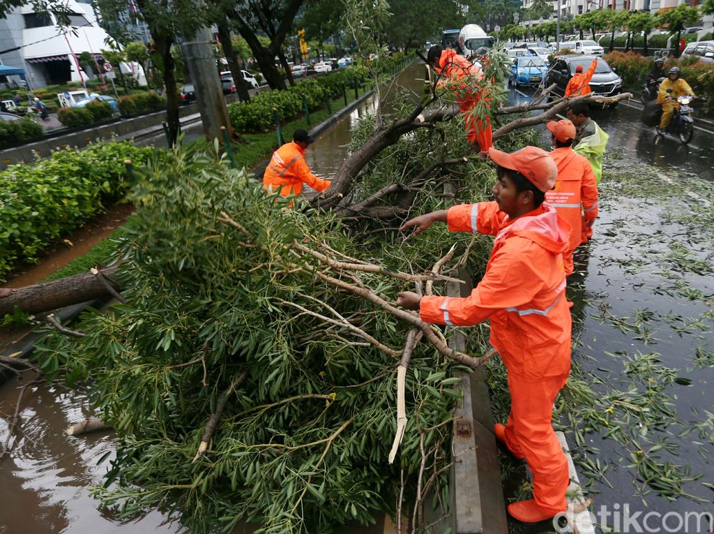 Padang Dilanda Hujan dan Angin Kencang, 25 Pohon Tumbang Padang Dilanda Hujan dan Angin Kencang, 25 Pohon Tumbang
