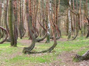 Ada Hutan Penuh Pohon Bengkok Nan Misterius di Polandia