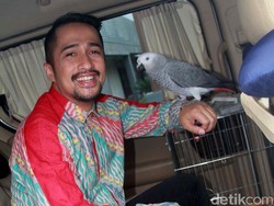 Cerita Irfan Hakim soal Ikan Hiasnya Dapat Banyak Penonton di Youtube