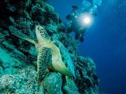 Ini Pilihan Spot Diving di Tulamben, Yuk Menyelam!