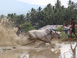 Karapan Sapi & Pacu Jawi, Atraksi Balap Sapi Khas Indonesia